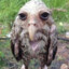jakobup