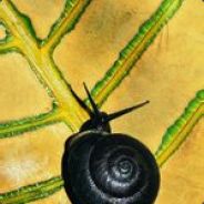 胡阿由