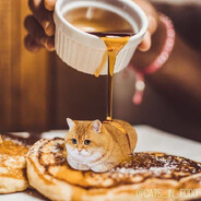 whyareyouputtingsyruponcat?