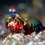 mantis shrimp