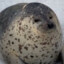 Harbour_Seal