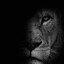 The Lion