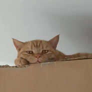 哈吉米会梦见柴犬先生