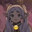 Nyaruhodo
