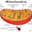 mitochondria