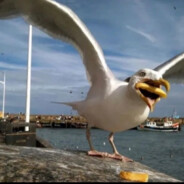 跟我去码头整点薯条吗