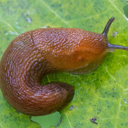 червяк червивый