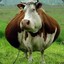 Commando Cow