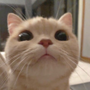 问山风你会回来