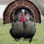 Lolz_Turkey
