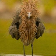 [9RT]RedStork