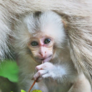 🐵Monkey🐵