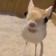 ＡＬＸ ．ＥＸＥ avatar