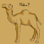 camel