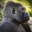Epic Gorilla Pictures