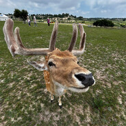 二弟被判处绞刑