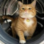 meowster