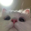 meoW