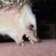 추신,나도개꿈을꿔