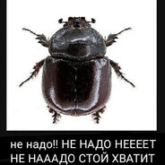 Навозный жук