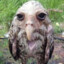 FatPigeonLover