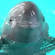 aPorpoise