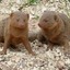 Mongeese