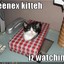 kleenexkitteh