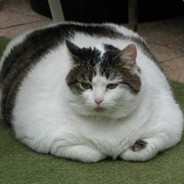 FatKitty