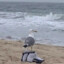 间谍