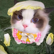 xy2819（拙劣的模仿者）