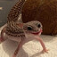 Snowiegecko