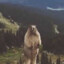 Marmota balistica