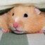Crazy Hamster