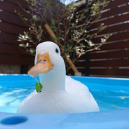 什么你要画我oc