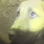 KUYU DOG