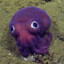 Octobussy