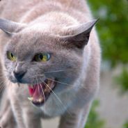 [C'obey]Кіт Васько