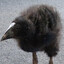 the bird