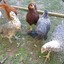 † iHave5Chickens †
