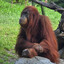 Orangutan_Fan111