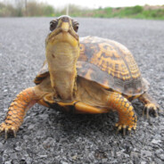 Turtle