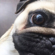 PUGPOWER
