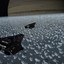 CMDR