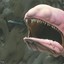 lizardking.jaik