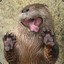 Otter Nonsense