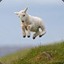 Shinysheepy