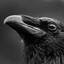 Corvid