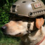 Military Doggo