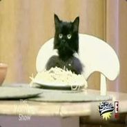 Spaghetti Cat